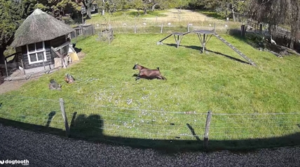 TRENDING NOW: Farm animals rush to protect chicken from hawk attack | iNFOnews.ca