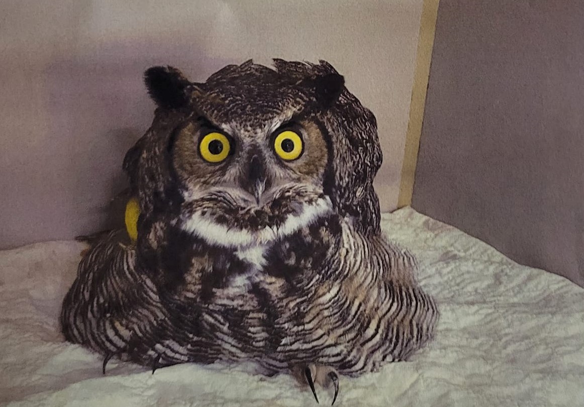 Injured owl rescued by crew at Tolko mill in Armstrong | iNFOnews.ca