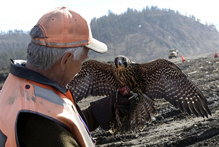 Just what does a raptor wrangler do? | iNFOnews.ca Just what does a raptor wrangler do? | iNFOnews.ca