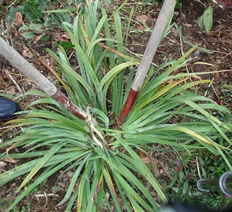 Fall's a good time for a flower-bed makeover | iNFOnews.ca Fall's a good time for a flower-bed makeover | iNFOnews.ca