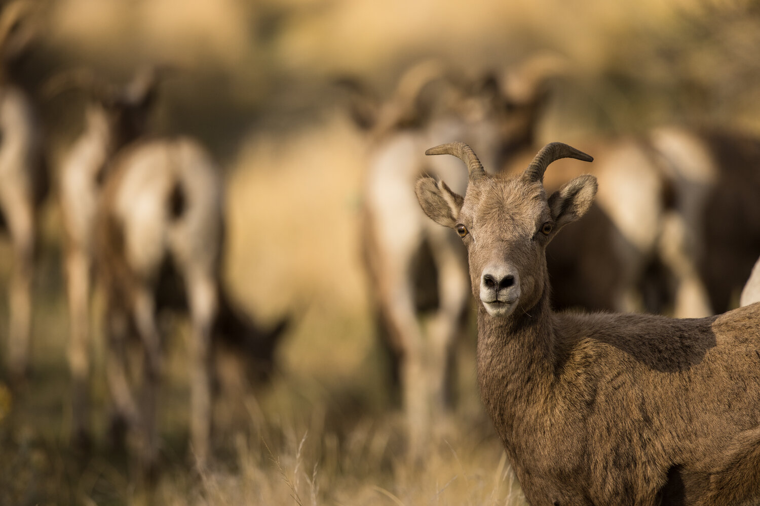 iN PHOTOS: Local nature photographer captures bighorn sheep | iNFOnews.ca