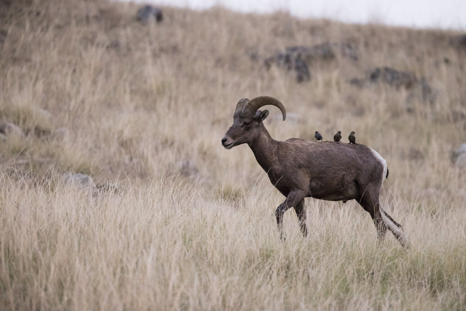 iN PHOTOS: Local nature photographer captures bighorn sheep | iNFOnews.ca