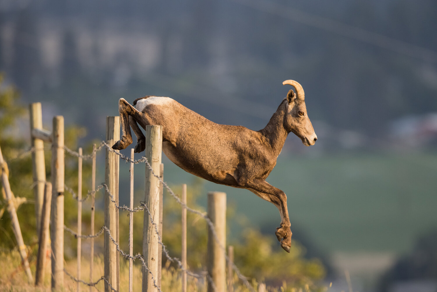 iN PHOTOS: Local nature photographer captures bighorn sheep | iNFOnews.ca
