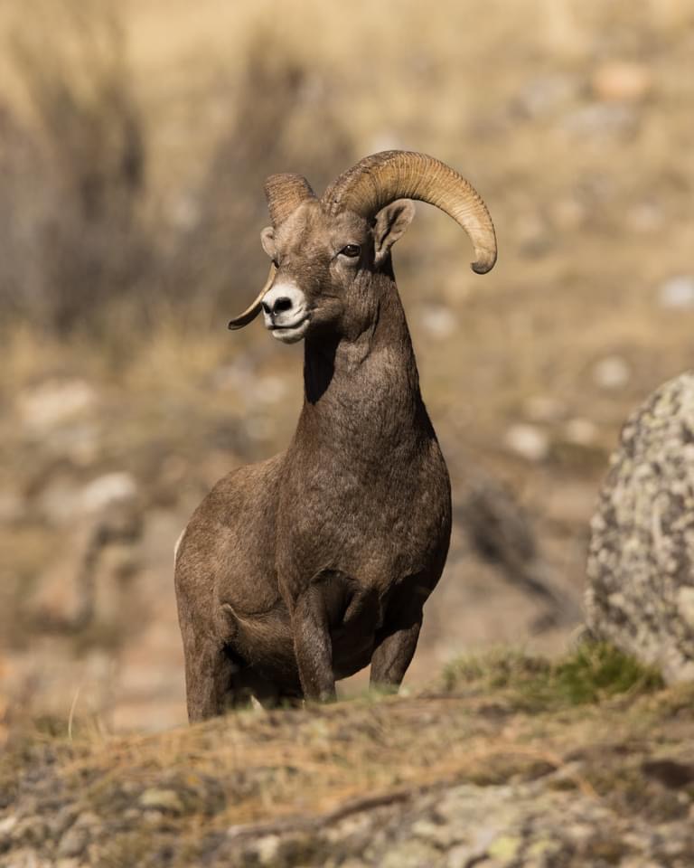iN PHOTOS: Local nature photographer captures bighorn sheep | iNFOnews.ca