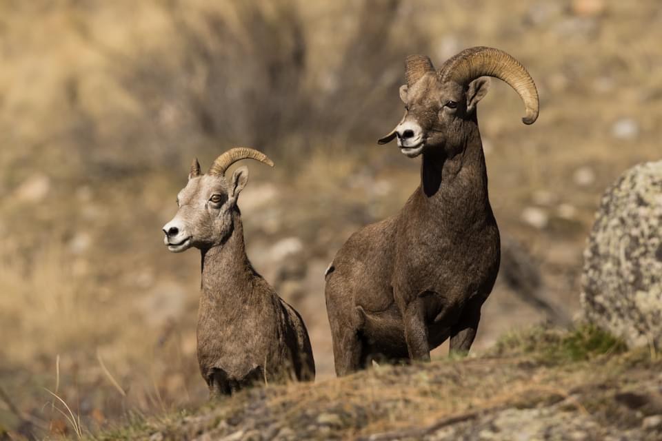 iN PHOTOS: Local nature photographer captures bighorn sheep | iNFOnews.ca