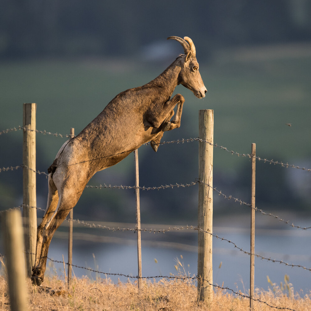 iN PHOTOS: Local nature photographer captures bighorn sheep | iNFOnews.ca