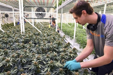 Minnesota court: Workers' comp can't cover medical marijuana | iNFOnews.ca Minnesota court: Workers' comp can't cover medical marijuana | iNFOnews.ca