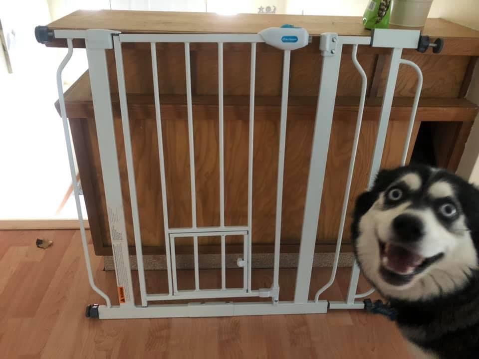 Kamloops husky has become an online sales sensation | iNFOnews.ca