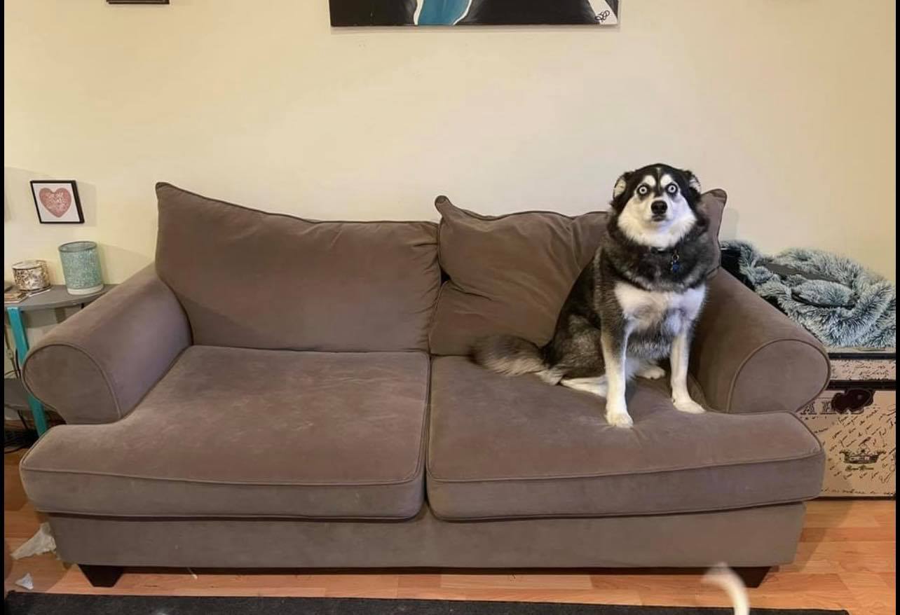Kamloops husky has become an online sales sensation | iNFOnews.ca