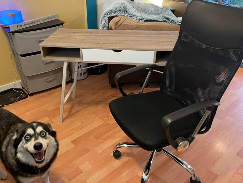 Kamloops husky has become an online sales sensation | iNFOnews.ca