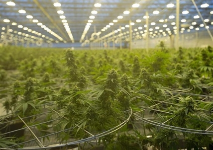Cannabis company Hexo names Scott Cooper as new CEO, effective immediately | iNFOnews.ca