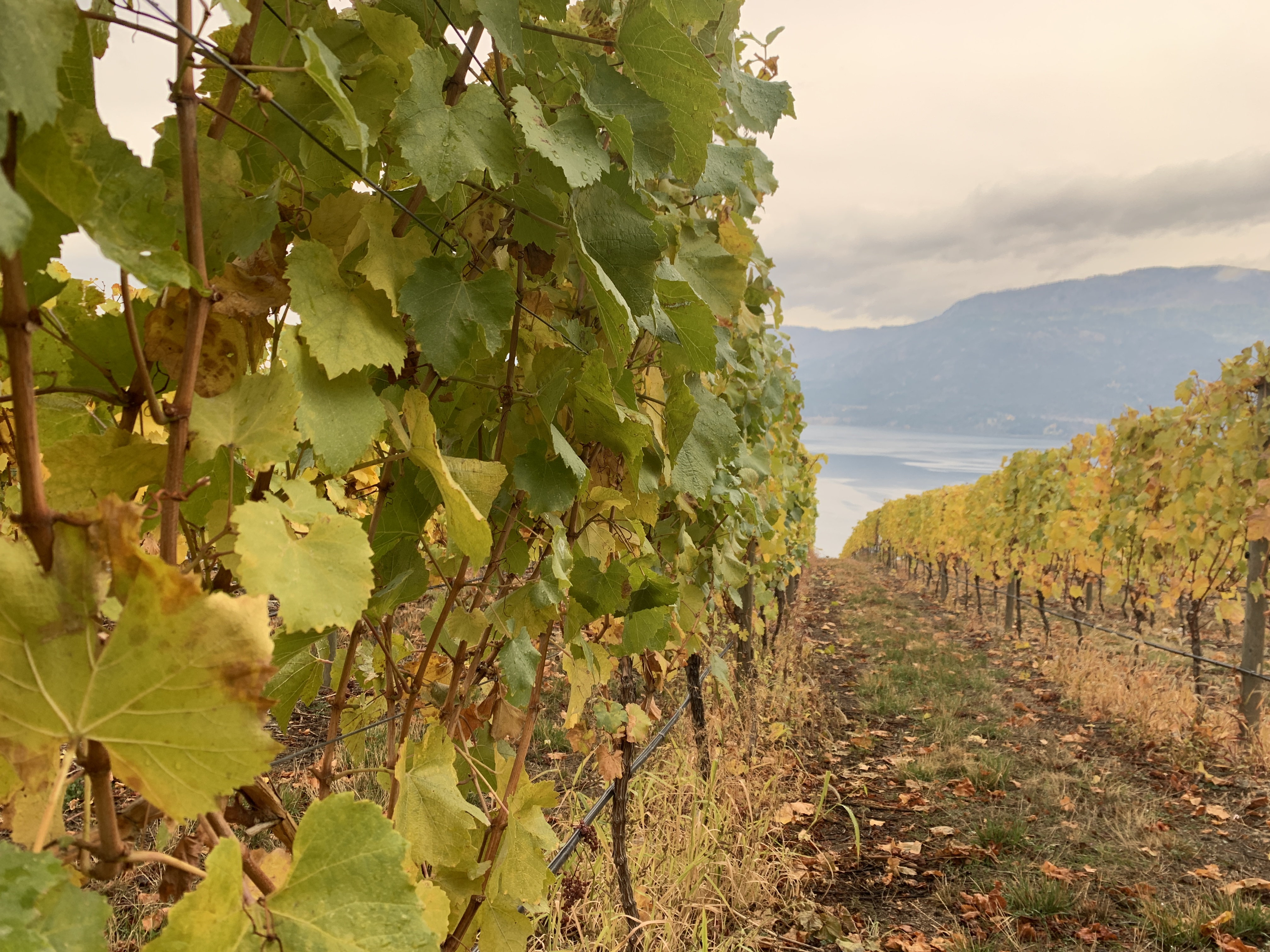 Invitations open to stay at O’Rourke Family Estates new cozy cottage | iNFOnews.ca