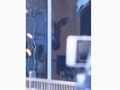 TRENDING NOW: Moose crashes through window of Saskatchewan classroom | iNFOnews.ca