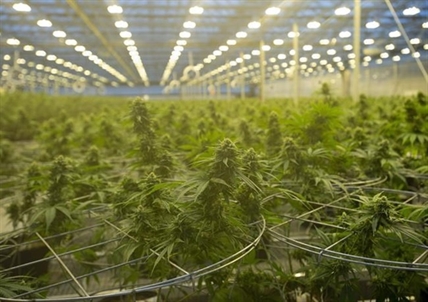 Hexo to close three facilities it recently acquired and layoff about 155 workers | iNFOnews.ca Hexo to close three facilities it recently acquired and layoff about 155 workers | iNFOnews.ca