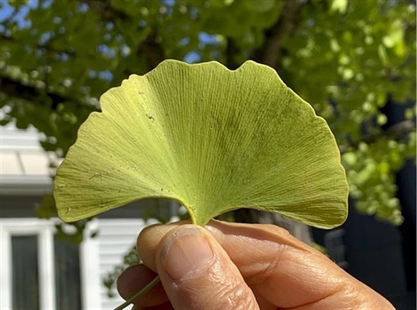 Ginkgo grew with dinosaurs, and is still worth growing | iNFOnews.ca