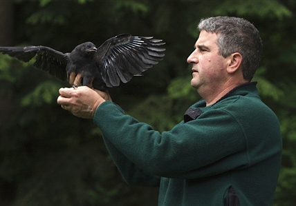'Crowtographer' in B.C. develops flocks of followers by focusing on curious corvids | iNFOnews.ca 'Crowtographer' in B.C. develops flocks of followers by focusing on curious corvids | iNFOnews.ca