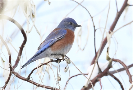 Okanagan Christmas bird counts reveals surprises including hummingbirds | iNFOnews.ca Okanagan Christmas bird counts reveals surprises including hummingbirds | iNFOnews.ca