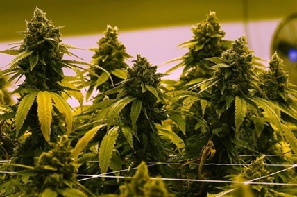 More Canadians getting their pot from legal channels than ever before: Health Canada | iNFOnews.ca