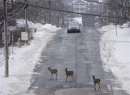 Plan to use crossbows to kill nuisance deer in Nova Scotia town challenged by critics | iNFOnews.ca Plan to use crossbows to kill nuisance deer in Nova Scotia town challenged by critics | iNFOnews.ca