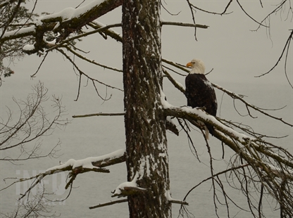 Steady number of eagles and swans spotted in annual North Okanagan bird count | iNFOnews.ca