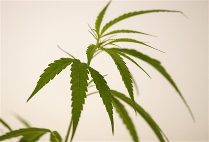 Thailand first in Asia to move to decriminalize marijuana | iNFOnews.ca