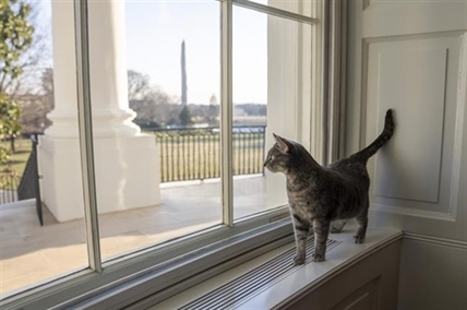 Willow Biden joins long and varied line of White House pets | iNFOnews.ca