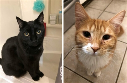 Kitten found living in hoarding situation with 71 B.C. cats finds forever home | iNFOnews.ca