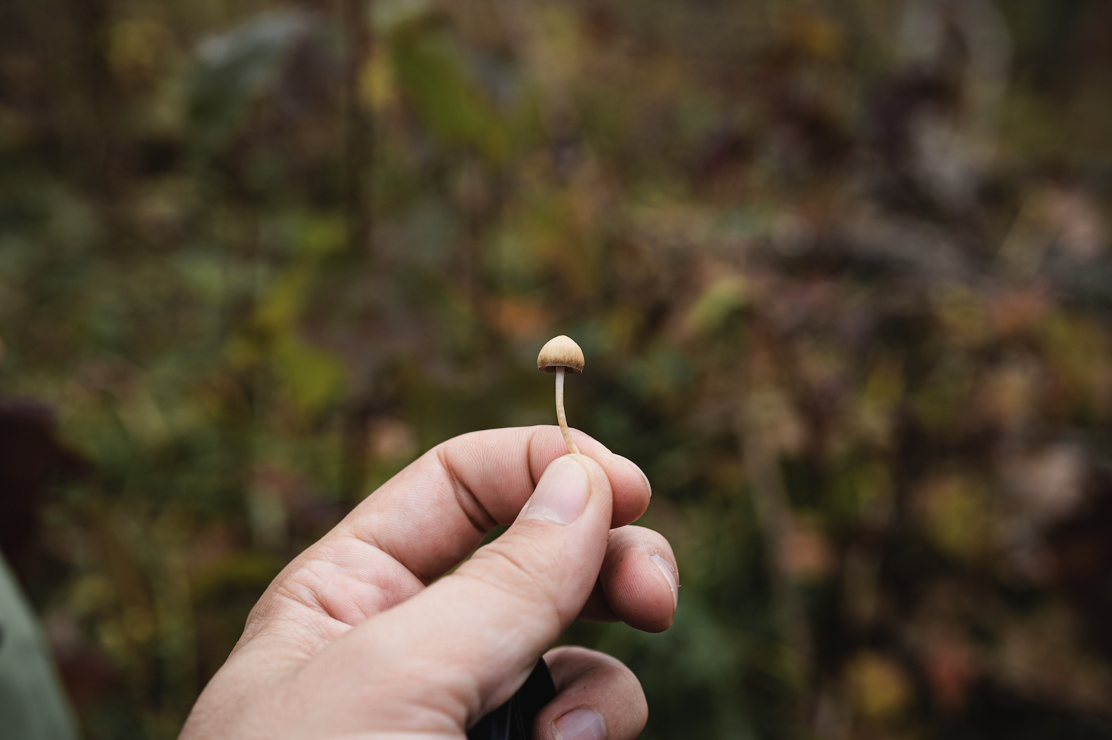 Health-care professionals in Canada request psilocybin for training | iNFOnews.ca