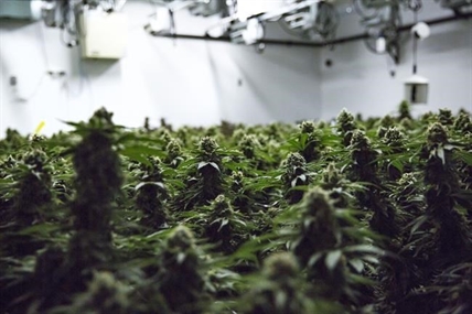 Ontario to allow cannabis delivery, curbside pickup on permanent basis | iNFOnews.ca