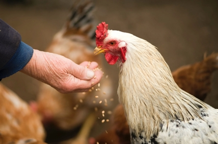 Salmon Arm poultry farmers hit with bird flu control measures | iNFOnews.ca A chicken being fed by hand.