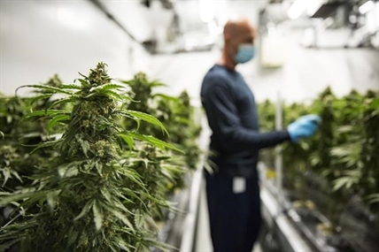 Aurora Cannabis to purchase Thrive Cannabis owner TerraPharma in $38 million deal | iNFOnews.ca
