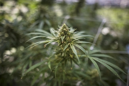 Cannabis retailer High Tide buying two stores in Ontario's cottage country for $2.8M | iNFOnews.ca
