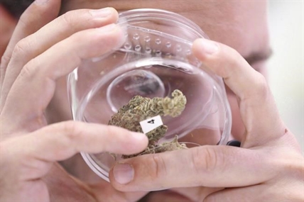 Cannabis company Tilray reports US$52.5M profit as market share slips again | iNFOnews.ca Cannabis company Tilray reports US$52.5M profit as market share slips again | iNFOnews.ca