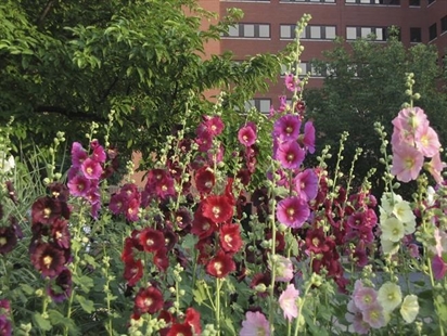 Eight nostalgic garden flowers worth revisiting for charm, aroma | iNFOnews.ca