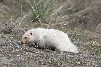 Kamloops photographer captures photos of rare albino marmot | iNFOnews.ca Kamloops photographer captures photos of rare albino marmot | iNFOnews.ca
