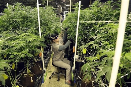 New Jersey to begin recreational marijuana sales | iNFOnews.ca