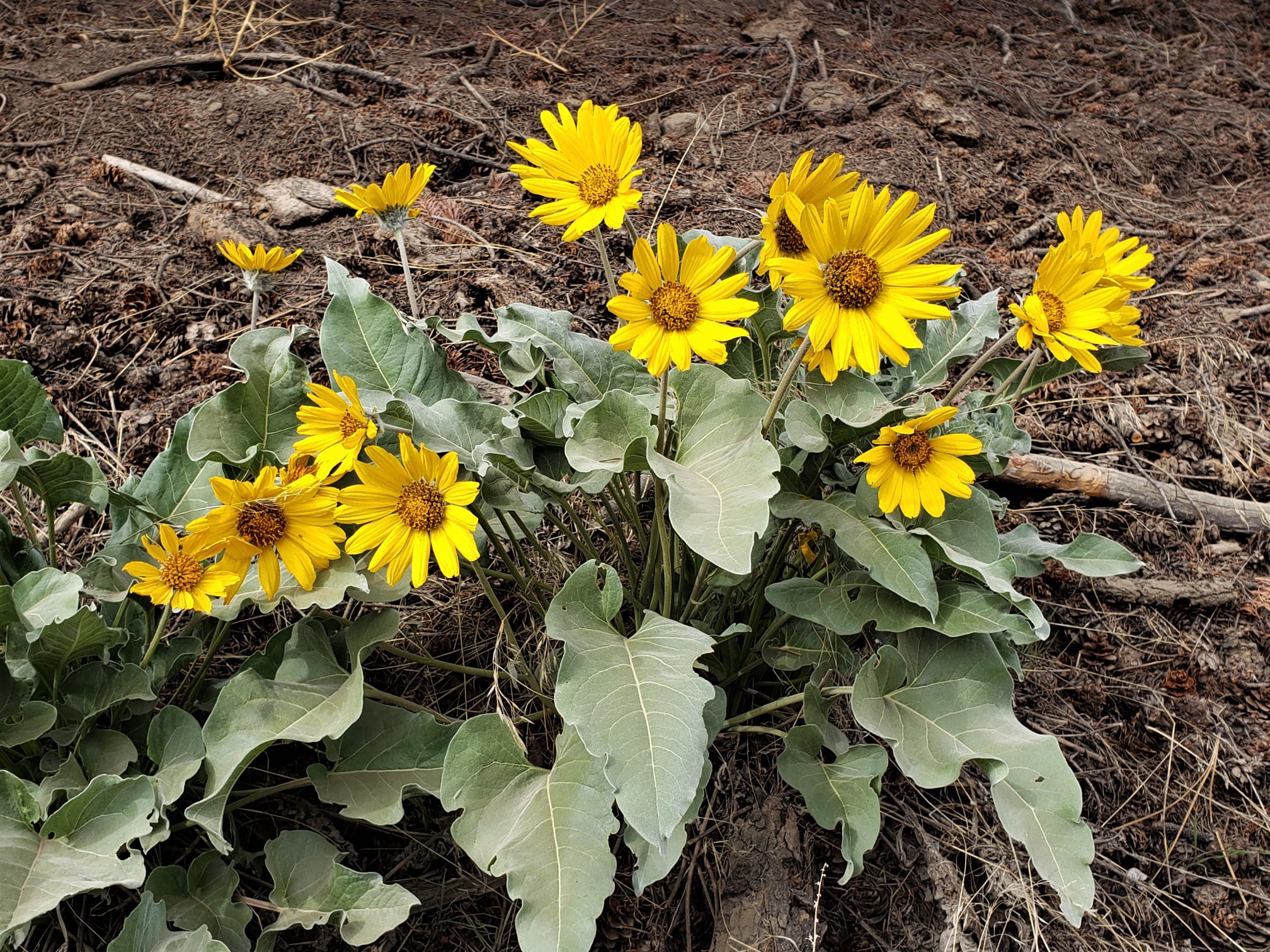 iN PHOTOS: Blossoming arrowleaf balsamroot sure sign summer on the way in Okanagan, Kamloops | iNFOnews.ca iN PHOTOS: Blossoming arrowleaf balsamroot sure sign summer on the way in Okanagan, Kamloops | iNFOnews.ca