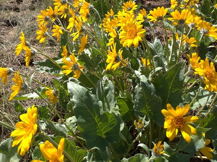 iN PHOTOS: Blossoming arrowleaf balsamroot sure sign summer on the way in Okanagan, Kamloops | iNFOnews.ca iN PHOTOS: Blossoming arrowleaf balsamroot sure sign summer on the way in Okanagan, Kamloops | iNFOnews.ca