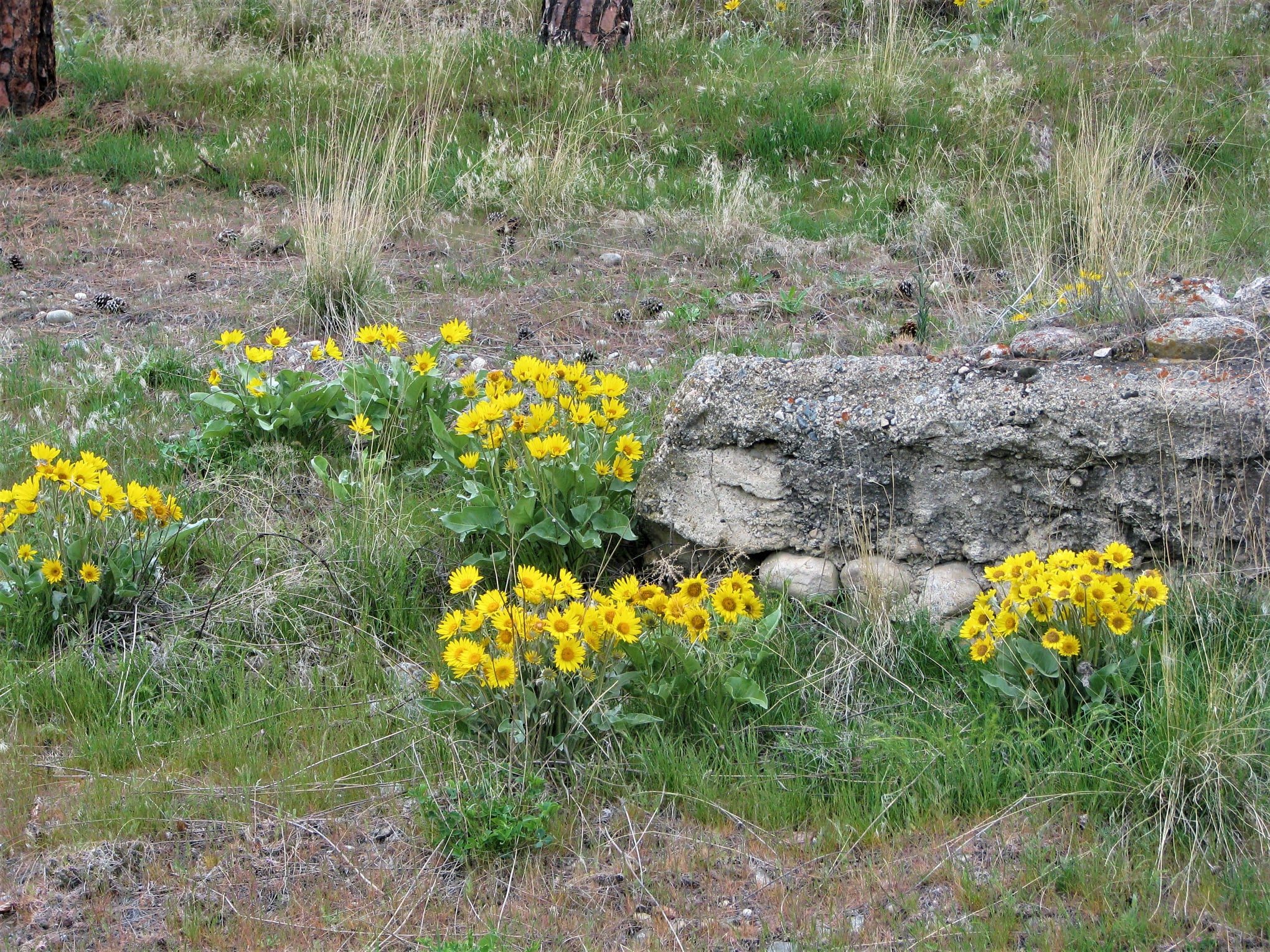 iN PHOTOS: Blossoming arrowleaf balsamroot sure sign summer on the way in Okanagan, Kamloops | iNFOnews.ca iN PHOTOS: Blossoming arrowleaf balsamroot sure sign summer on the way in Okanagan, Kamloops | iNFOnews.ca