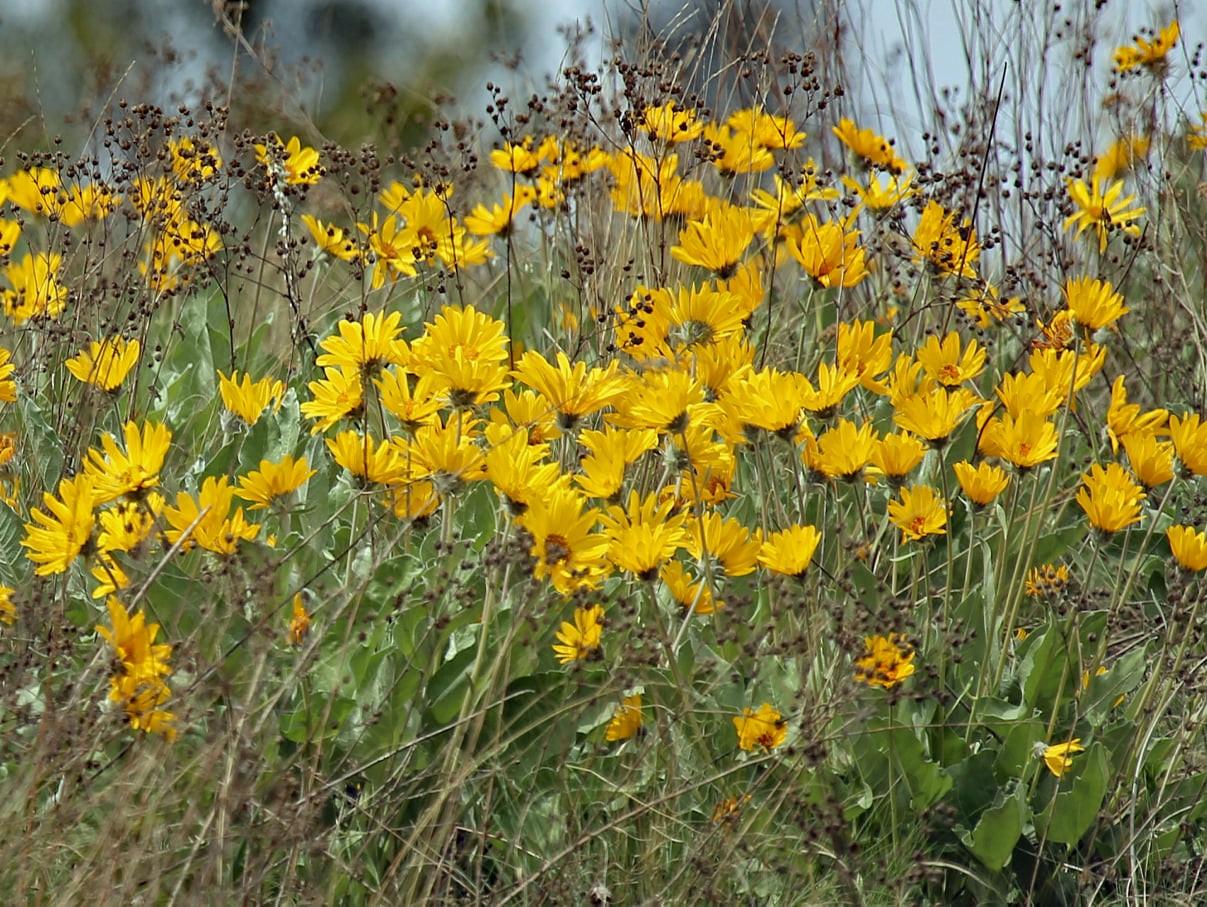 iN PHOTOS: Blossoming arrowleaf balsamroot sure sign summer on the way in Okanagan, Kamloops | iNFOnews.ca iN PHOTOS: Blossoming arrowleaf balsamroot sure sign summer on the way in Okanagan, Kamloops | iNFOnews.ca