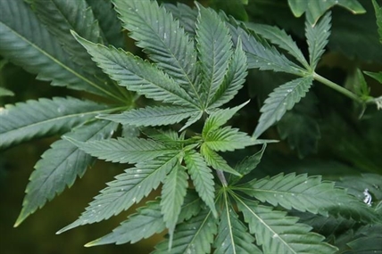 Oklahoma marijuana legalization questions heading to ballot | iNFOnews.ca Oklahoma marijuana legalization questions heading to ballot | iNFOnews.ca