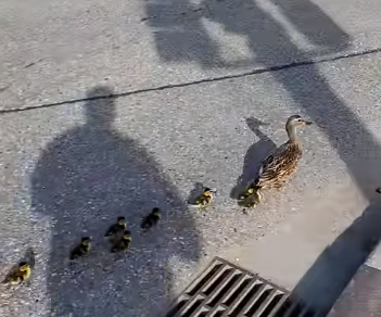 TRENDING NOW: Vernon man helps little ducklings and mother duck cross the road | iNFOnews.ca