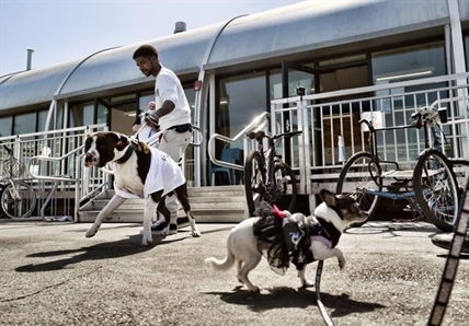 Homeless shelters begin to see value in making room for pets | iNFOnews.ca