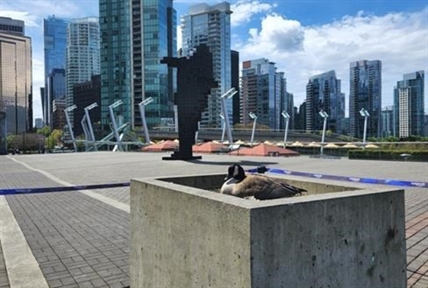 Mother goose nests safely outside Vancouver Convention Centre on Mother's Day | iNFOnews.ca