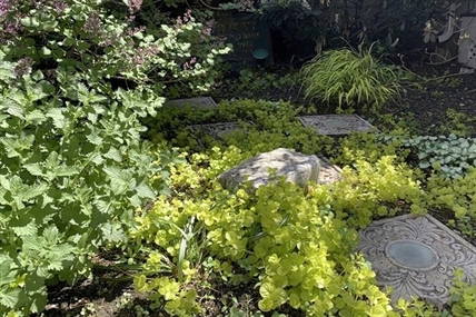 Not all shade is the same: Gardening when there's little sun | iNFOnews.ca