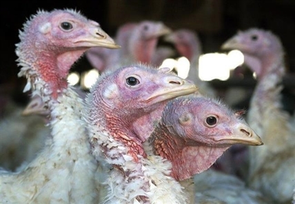 Turkeys on B.C. farm with 'bird flu' to be culled, poultry group says | iNFOnews.ca