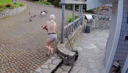 TRENDING NOW: Breastfeeding Sannich mom saves pet goose from eagle attack | iNFOnews.ca