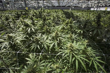 OSC withdraws some charges against former CannTrust leaders at pretrial hearing | iNFOnews.ca