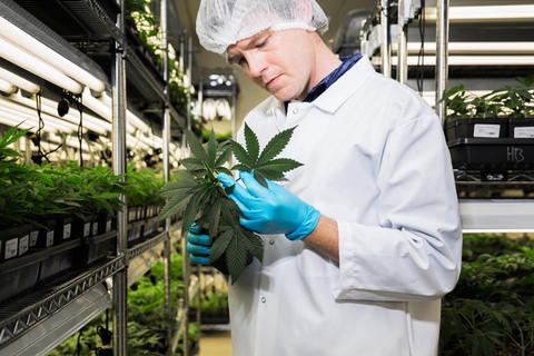 Health Canada swamped with medical marijuana business applications | iNFOnews.ca Health Canada swamped with medical marijuana business applications | iNFOnews.ca