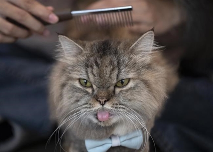People with COVID-19 can infect and sicken cats and dogs by cuddling them, says study | iNFOnews.ca
